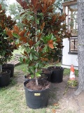4 - 30 GALLON MAGNOLIA TREES