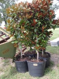 5 - 30 GALLON MAGNOLIA TREES