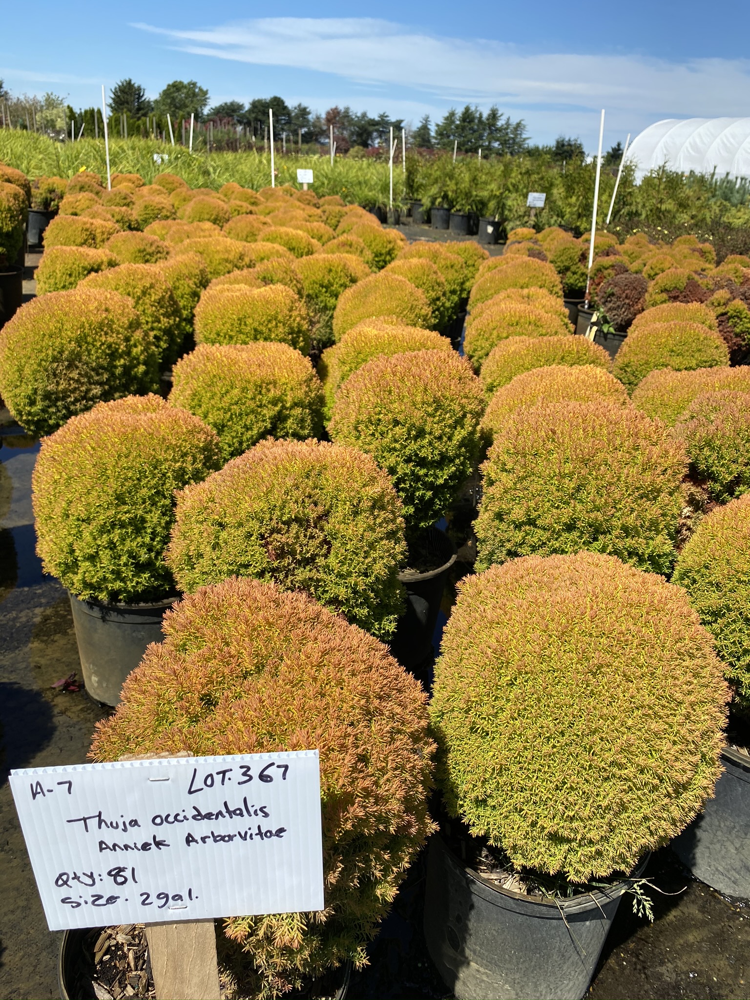 Thuja occidentalis 'Anniek' / Arborvitae, Sienna | Proxibid