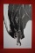 ALIEN #1 | 1ST MARVEL ALIEN SERIES | KEY TRAVIS CHAREST VIRGIN VARIANT
