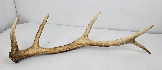 Montana Elk Horn Antler Shed