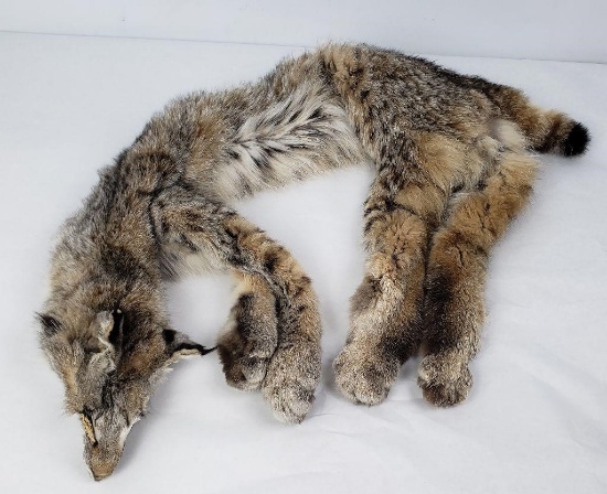 Very Nice Montana Tanned Bobcat Hide Fur Pelt