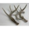 Lot Of 3 Montana Whitetail Deer Shed Antlers
