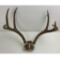 Montana Mule Deer Antlers Horns
