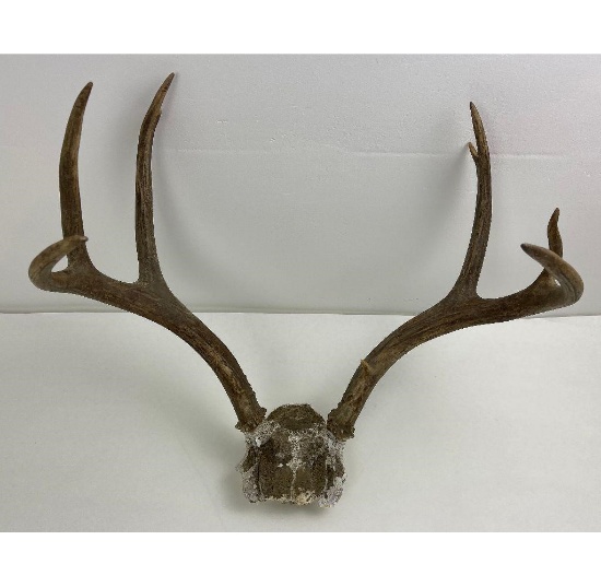 Montana Mule Deer Antlers Horns
