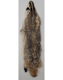 Montana Taxidermy Badger Fur Hide Pelt W/ Claws