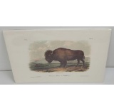 American Bison Buffalo James Audubon Octavo Print