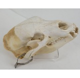 Alaskan Black Bear Skull Taxidermy