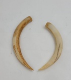 Pair Of Boar Teeth From The South Pacific Ww2