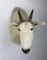 Montana Taxidermy Mountain Goat Head