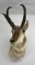 Large Montana Taxidermy Antelope Wall Mount