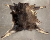Montana Tanned Taxidermy Moose Hide