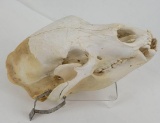 Alaskan Black Bear Skull Taxidermy