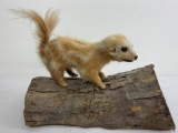 Rare Montana Piebald Albino Skunk Taxidermy