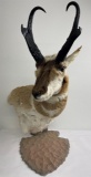 Large Montana Taxidermy Antelope Pedestal Mount