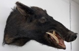 Large Black Wild Boar Taxidermy Mount