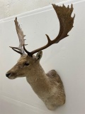 Jonas Brothers Fallow Deer Taxidermy Mount