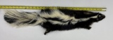 Very Large Montana Taxidermy Skunk W/ Claws