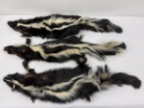 Lot Of Montana Taxidermy Skunks W/ Claws #7