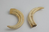 Pair Of Boar Teeth From The South Pacific Ww2