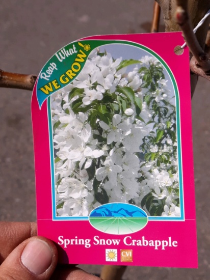 Spring Snow Crabapple Tree Charity Lot