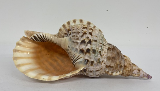 Charonia Tritonis Conch Shell 14"