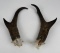 Pair Of Montana Taxidermy Antelope Horns