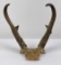 Montana Taxidermy Antelope Skull Horns