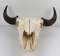 Large Montana Taxidermy Buffalo Skull