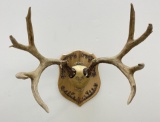 Large Montana Mule Deer Taxidermy Horns