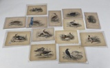 Naturalist's Library William Jardine Book Plates