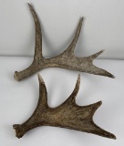 Pair Of Montana Moose Horn Antler Sheds