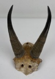 Trophy Montana Taxidermy Mountain Goat Horns