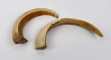 Pair Of Boar Teeth From The South Pacific Ww2
