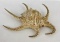 Lambis Chiagra Spider Conch Sea Shell