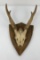 Black Forest German Roe Deer Taxidermy