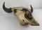 Large Montana Taxidermy Buffalo Skull