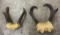Pair Of Montana Taxidermy Antelope Horns
