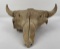 Montana River Found Ancient Buffalo Skull