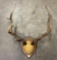 Very Nice Montana Trophy Elk Rack 5x5