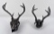 Group Of Montana Whitetail Deer Horns