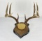 Gene Wensel Whiteail Deer Mount