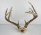 Gene Wensel Whitetail Deer Mount