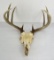 Gene Wensel Whitetail Deer Mount
