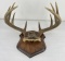 Gene Wensel Whitetail Deer Mount