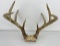 Gene Wensel Whitetail Deer Mount