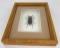 Jawed Stag Beetle Framed Philippines