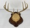 Gene Wensel Whitetail Deer Mount