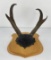 Gene Wensel Trophy Antelope Horns