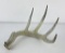 Gene Wensel Whitetail Deer Shed Horn